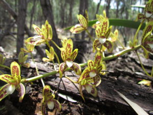 botanist Roma Maranoa roadtrip outback tours ecotours orchids