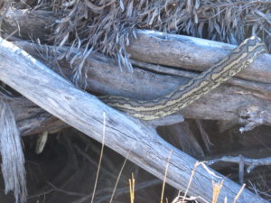 winter snake sighting