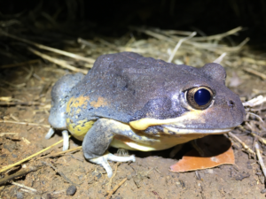 frogs native australia
