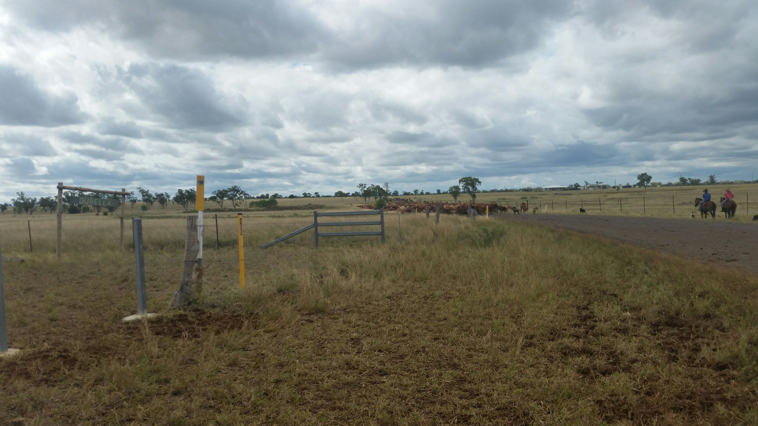 stock route cattle country outback queensland